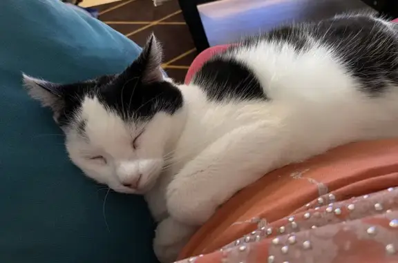 Animaux perdus Besné, photo: Chat blanc et noir perdu à Besné