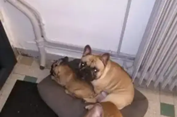 Chien perdu Le Havre, photo : Alerte: 2 Bouledogues Perdus