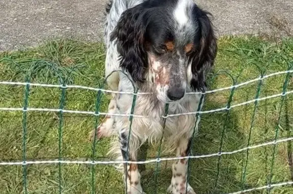 Chien perdu Saint-Jean-de-Monts, photo : Chien Setter perdu à Saint-Jean
