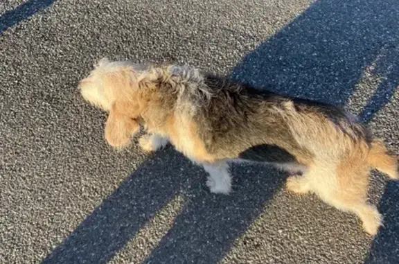 Animaux trouvés , photo: Chien Griffon Trouvé à Aguts