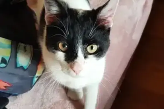 Chaton blanc tacheté perdu à Nanterre - photo