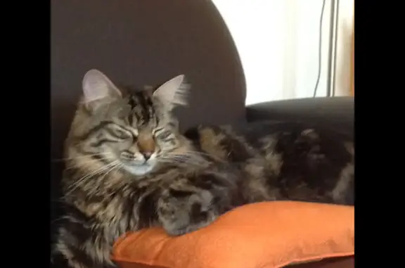 Chat perdu, Auray, photo: Chat perdu, pucé, oreille fendue