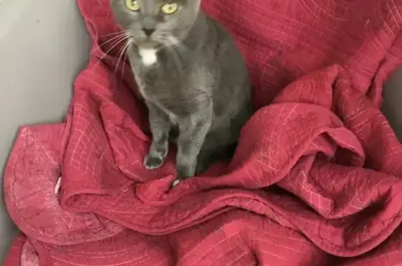 Chat gris trouvé Méjanes-le-Clap - photo