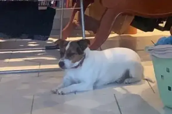 Animaux perdus , photo: Jack Russell blanc perdu - Questembert