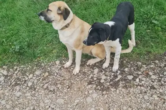Chien perdu , photo : Alerte: 2 chiennes Transmontano égarées