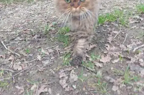 Chat croisé persan trouvé - photo