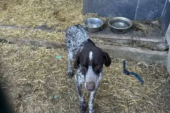 Chien Braque trouvé à Meyrargues - photo