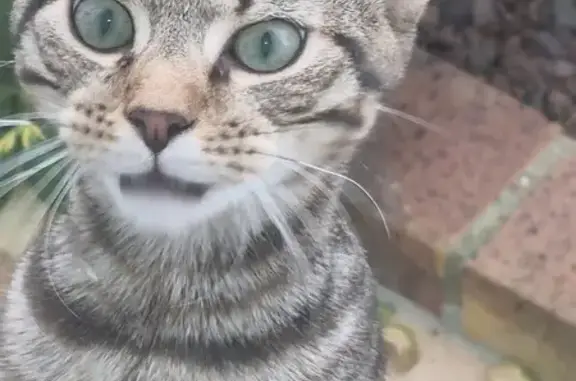 Chat trouvé Le Mans, photo: Chat tigré mâle trouvé au Mans