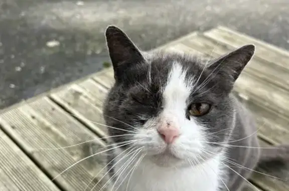 Animaux trouvés Cany-Barville, photo: Chat blessé à Cany-Barville