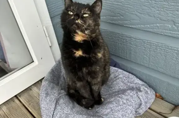 Animaux trouvés Cany-Barville, photo: Chat perdu docile à Cany-Barville