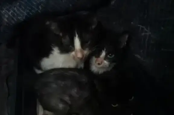 3 chatons sauvés près de Montdidier - photo