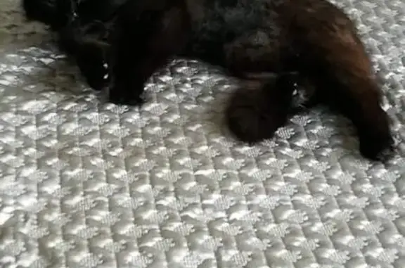 Animaux perdus Marcq-en-Barœul, photo: Chat noir long poil perdu à Marcq