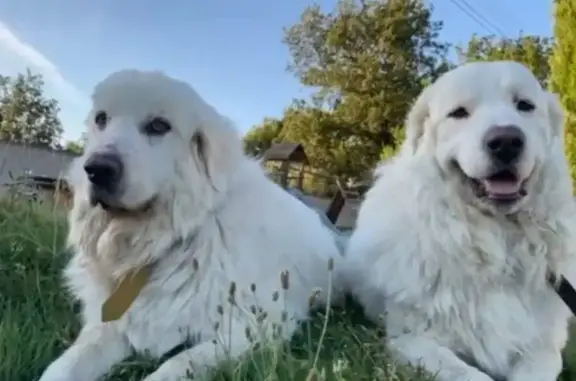 Animaux perdus Sainte-Tulle, photo: Alerte: Snow & Bill, chiens perdus