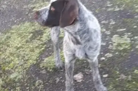 Chien perdu sans collier à Branceilles - photo