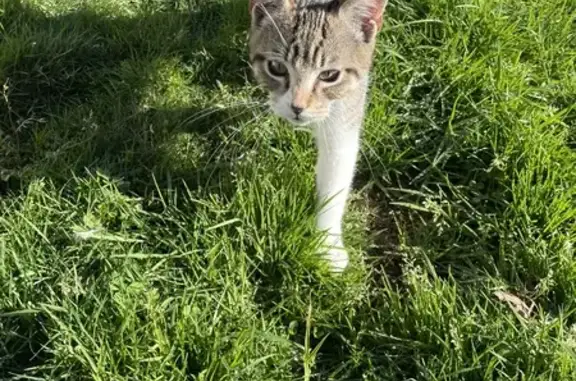 Chaton tigré trouvé à Morlaàs - photo