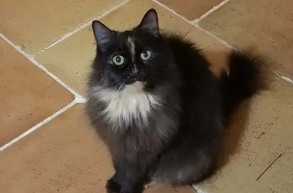 Chat Isabelle câlin trouvé à Rieux - photo