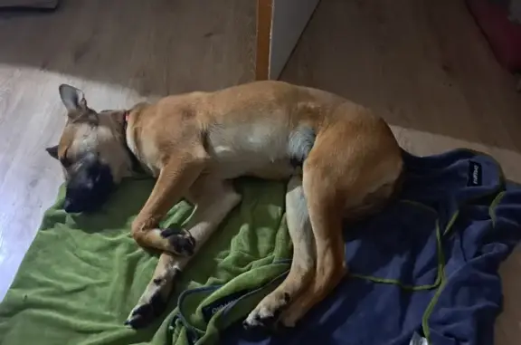 Animaux perdus Nueil-les-Aubiers, photo: Chien Malinois/Labrador Ultra perdu