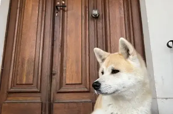 Chien perdu Albias, photo : Akita inu roux perdu à Albias