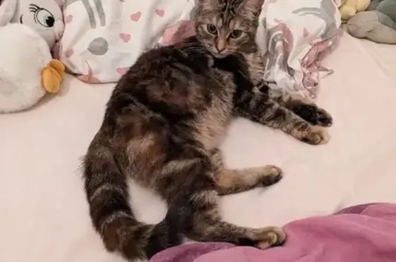 Chat trigré trouvé à La Grève - photo