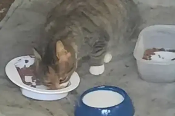Chat écaille trouvé à Lamonzie - photo