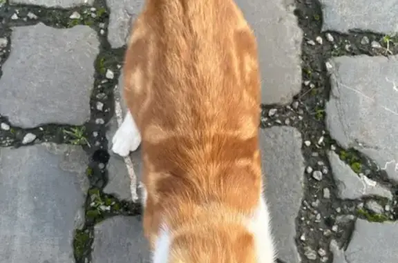 Chaton perdu rue Ampère, Roubaix - photo