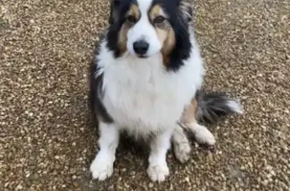 Chien perdu , photo : Irka, chien âgé perdu à Clermont