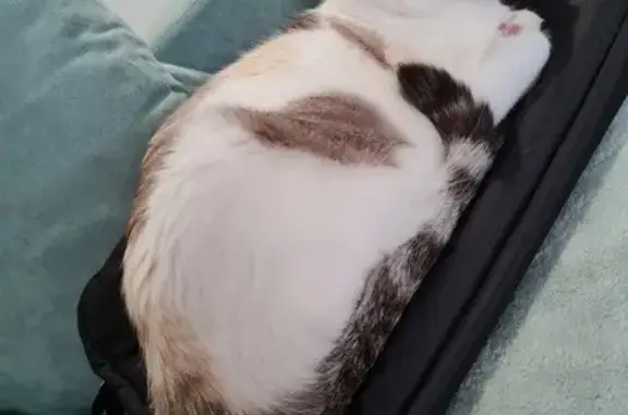 Animaux perdus , photo: Chatte blanche perdue à Landevieille