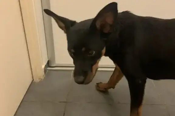 Chien perdu retrouvé à Saint-Denis - photo