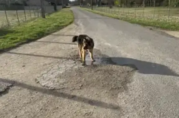 Chiot Berger Perdu à Vergigny - photo