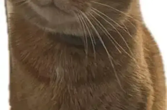 Animaux perdus , photo: Chat roux Mimi perdu près du Val