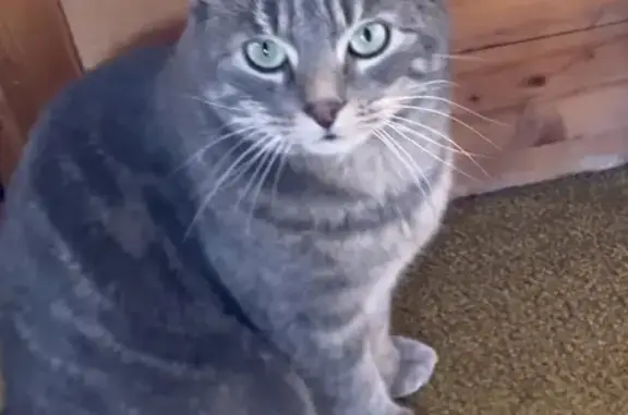 Chat perdu, La Clusaz, photo: Chat Grisou perdu à La Clusaz