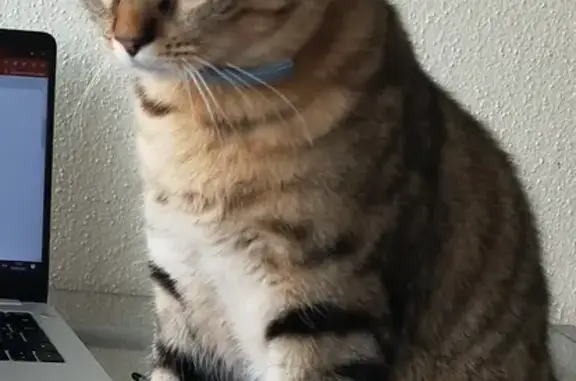 Animaux perdus Oderen, photo: Chat pucé perdu à Oderen