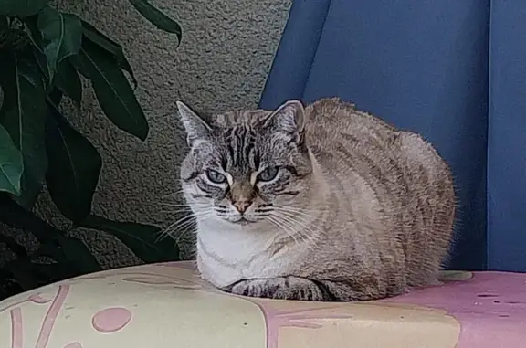 Chat siamois trouvé à Saint-Vincent - photo