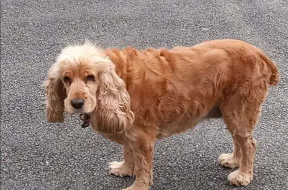 Chien perdu , photo : Alerte: Cocker Fauve Disparu
