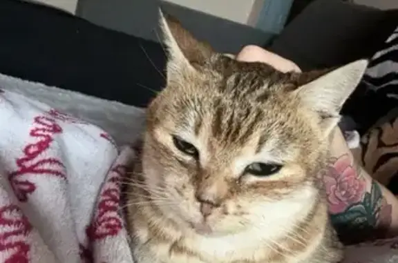 Chat trouvé , photo: Chat perdu retrouvé à Folles