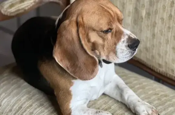 Chien perdu Sare, photo : Beagle perdu à Rhune - Urdanetz