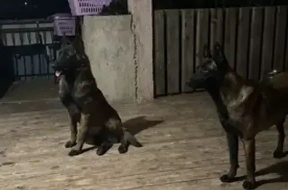 Animaux perdus , photo: Chien Malinois perdu à Utelle