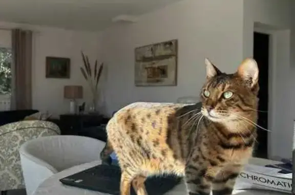 Animaux perdus Saint-Gély-du-Fesc, photo: Chat Bengal perdu à Saint-Gély
