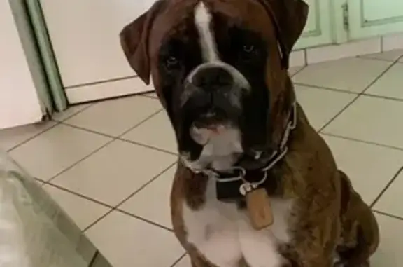 Chien perdu , photo : Nino, Boxer perdu à Herrère