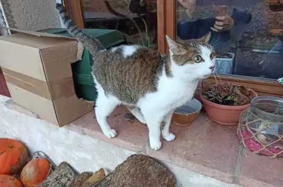 Chatte tigrée trouvée à Auradé - photo