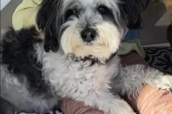 Lost Senior Dog in Moonee Valley - Help!