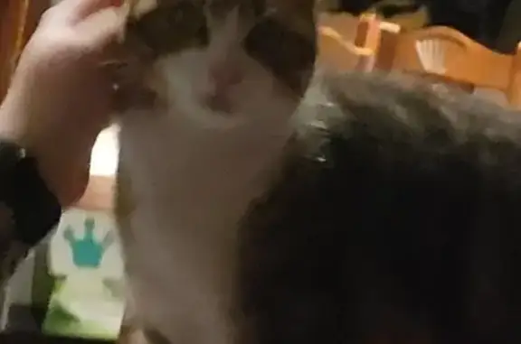 Chat tigré perdu trouvé - photo