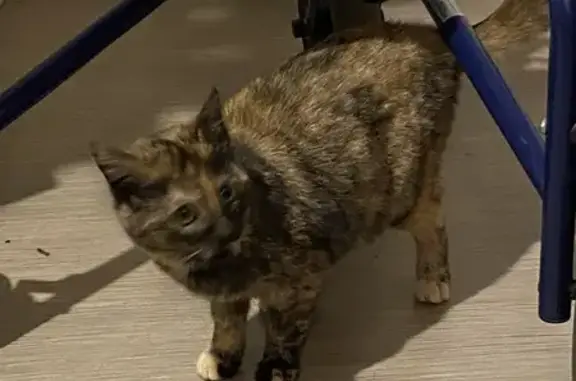 Chaton isabelle sauvé à Saint-Palais - photo