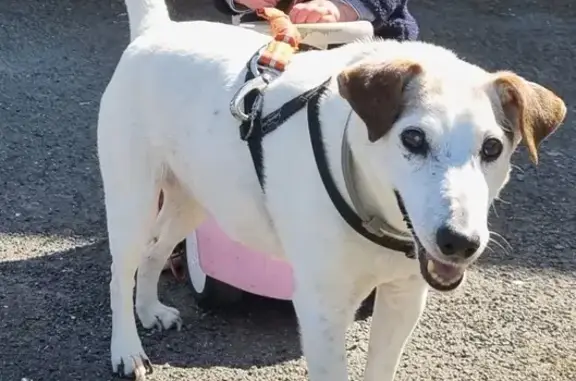 Chien perdu , photo : Jack Russell âgé perdu près de Chaussy