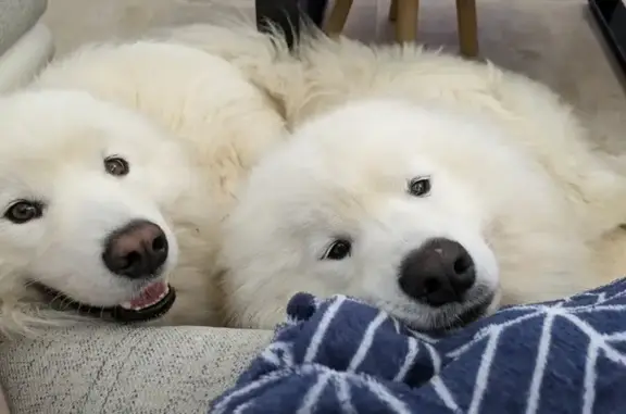 Chien perdu Vézénobres, photo : Samoyèdes blancs perdus à Vézénobres