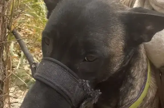 Berger Malinois retrouvé près du Têt - photo