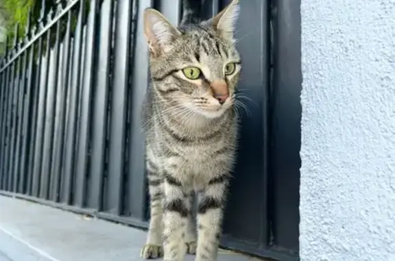 Animaux perdus Saint-Maur-des-Fossés, photo: Chat Tigré Perdu - Saint-Maur