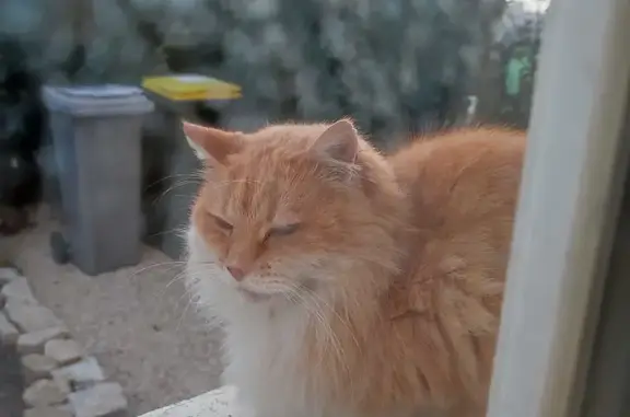 Chat roux et blanc perdu à Vénissieux - photo