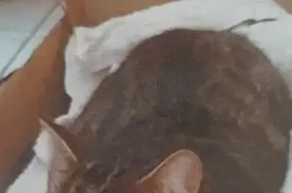 Animaux trouvés Lille, photo: Chat blessé trouvé, aidez-le!