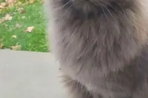 Animaux perdus Garchizy, photo: Chat angora gris perdu à Garchizy